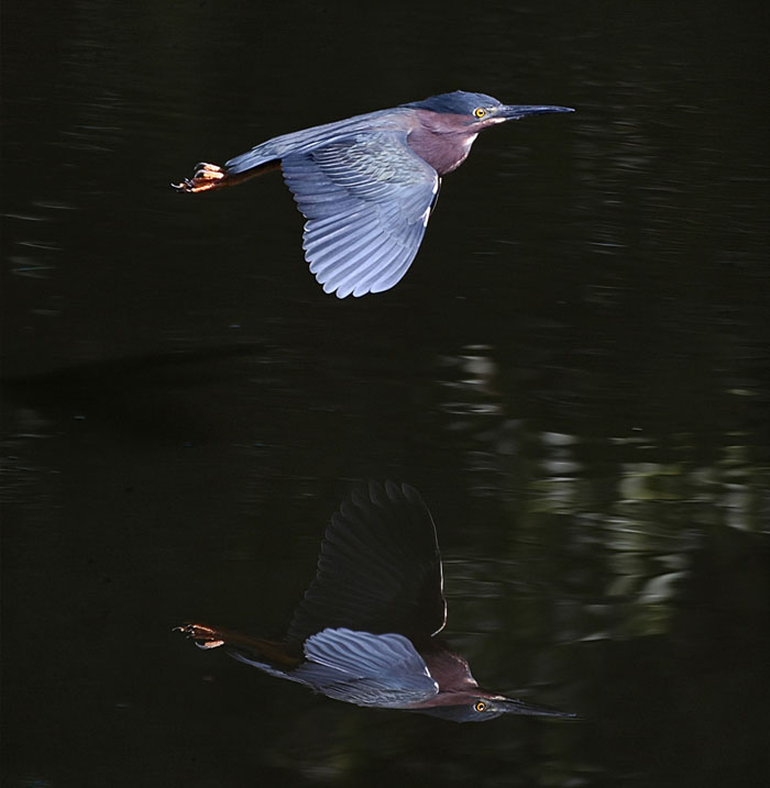 Heron reflecting on itself